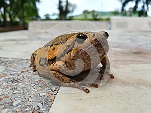 Toad and bullfrog Rana catesbeiana wild and animal Life and style at Thailand`s Top Tourist Attractions