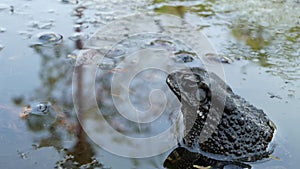 Toad in calm pond. Small toad sitting in bubbling water of tranquil pond in nature. Wildlife