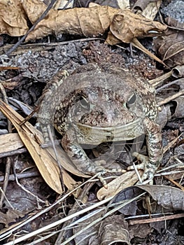 Toad Camouflage