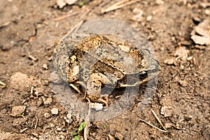 toad with camouflage paint almost merges in color with a road in a swampy area