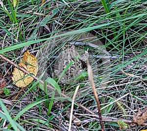 A toad camouflaged in dry grass