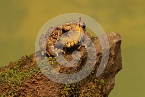 Toad Camouflaged on Tree Trunk