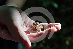 Toad in a Child's Hand