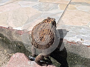 Toad climbing on the step of floor. it is a tailless amphibian with a short stout body and short legs.