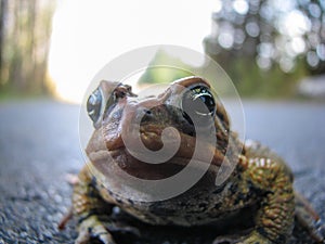 Toad Close-up