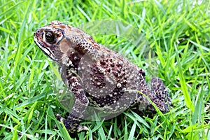 Toad close up