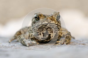 Toad close view