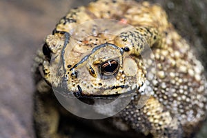 Toad is a common name for certain frogs