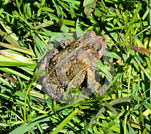 Toad is a common name for certain frogs,