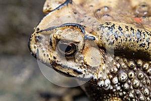 Toad is a common name for certain frogs