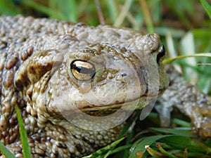 Toad is a common name for certain frogs, especially of the family Bufonidae, that are characterized by dry, leathery skin, short l