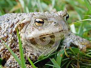 Toad is a common name for certain frogs, especially of the family Bufonidae, that are characterized by dry, leathery skin, short l