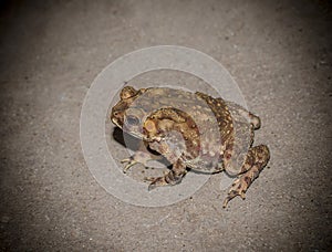 Toad on concrete floor