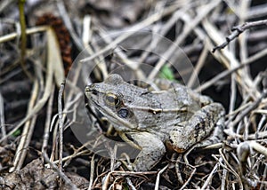 Toad