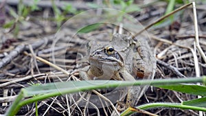 Toad in dry foliage and branches.