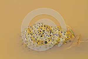 Toad eggs in water