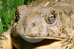 Toad Eyes