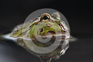 Toad Face view eye reflection