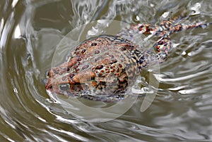 Toad floating