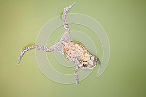 Toad floating on green color water