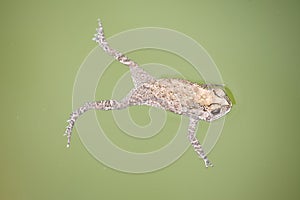 Toad floating on green color water