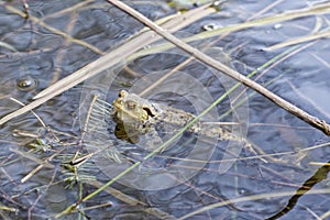 Toad floating on the watertop