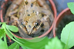 Toad in a flower pot