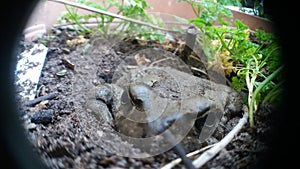Toad in flower pot
