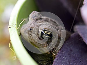 Toad in a flower pot