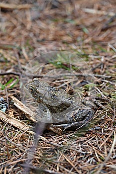 Toad on Forest Floor