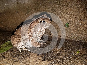 Toad frog