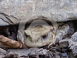 Toad frog Bufo bufo perring out from under stone, bright orange eyes. Bufo bufo.