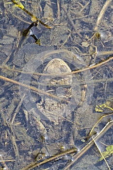Toad frog Bufo bufo under water