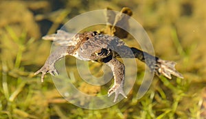 Toad frog floating in clear water