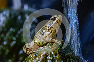 Toad Frog on a stone in pound