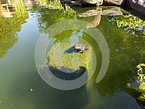 Toad or frog sitting on a stone, covered with green algae, partially in water of a pond.
