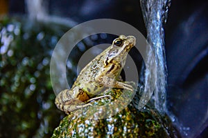 Toad Frog on a stone in pound