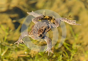 Toad frog swimming in clear water