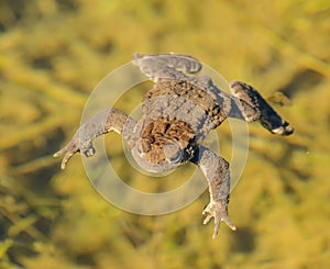 Toad frog swimming in clear water