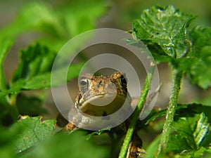 Toad frog
