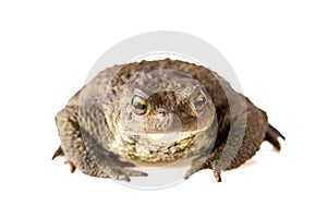 Toad Front View Common Toad or Bufo Bufo Isolated on White