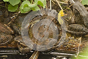 Toad at the garden pond