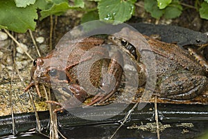 Toad at the garden pond