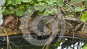 Toad at the garden pond