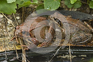 Toad at the garden pond