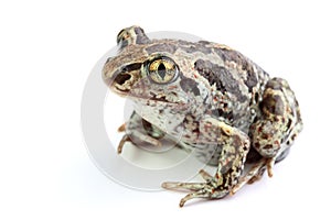 Toad with golden eyes on white