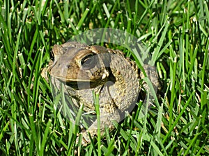 Toad in grass.