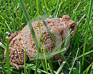 Toad in the grass