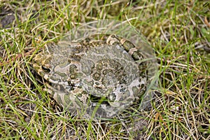 The toad is on the grass. The animal is an amphibian. Latin name Bufonidae. photo