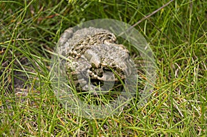 The toad is on the grass. The animal is an amphibian. Latin name Bufonidae photo